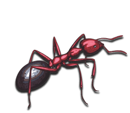 Ant