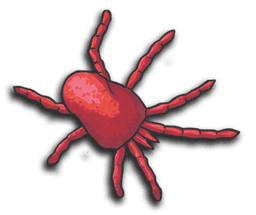 Predatory Mite