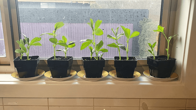 Students planting beans in different soil types